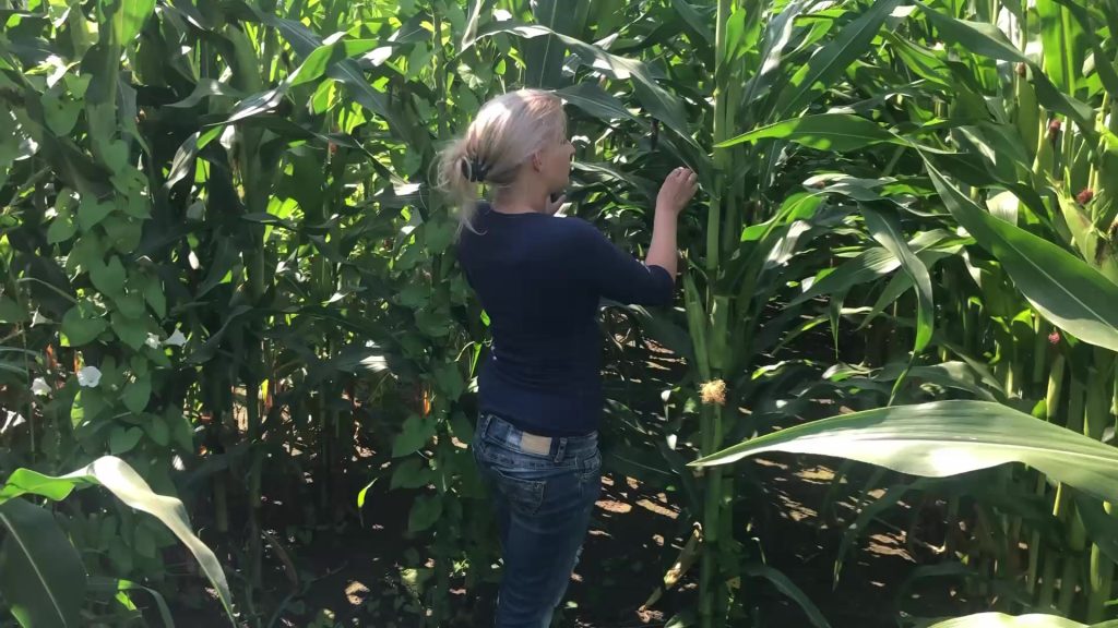 Parkplatzluder19 Porno Video: DEM MAISBAUER DEN KOLBEN GELUTSCHT